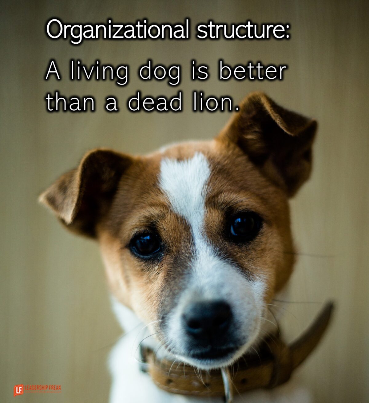 Organizational Structure: A Living Dog is Better than a Dead Lion